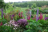 Gravetye Manor, in early summer. Lupinus 'Morello Cherry' and Lupinus 'The Governor' with Allium hollandicum 'Purple Sensation',  Aquilegia 'Winky Rose' and Geranium maderense