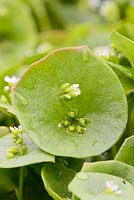 Montia perfoliata, close up of Winter Purslane flower.