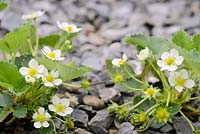Fragaria x ananassa - Strawberry 'Temptation' growing in gravel in a polytunnel, flowering in Spring.
