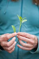 Propagation of sage Salvia officinalis. Step by. Cuttings of sage. Remove the lower pairs of leaves so that the cutting has a length of bare stem that can be cleanly inserted into the compost.