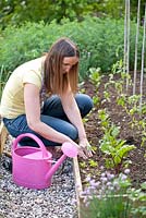 Woman planting seedling of brussel sprouts in raised bed - Brassica oleracea  var. gemmifera 'Bosworth F1'
