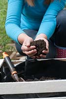Planting tomatoes in a wooden crate. Step by step. Woman filling container with a good quality compost.