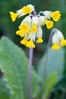 Primula veris