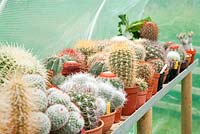 Cacti on raised bench in poly tunnel