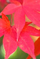 Acer palmatum 'Osakazuki' - Coral Bark Maple 