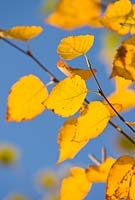 Betula papyrifera - Paper Birch