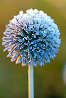 Echinops ritro 'Veitch's Blue' - Globe Thistle 