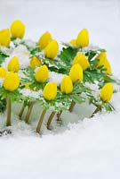 Eranthis hyemalis - Winter Aconite