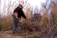 Man using strimmer to cut back ornamental grasses in winter