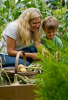 Mother with her seven year old son in vegetable garden collecting onions.