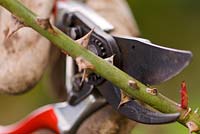 Pruning Roses in March with secateurs and protective gloves.