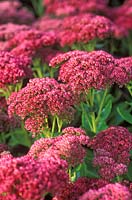 Sedum Herbstfreude syn.S. Autumn Joy, 