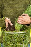 Step by Step -  Creating a turf pot using Carex comans 'Frosted Curls' - planting Carex in centre of pot and adding more compost