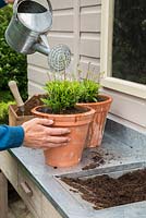 Step by Step -  Planting Felicia 'Felicitara Blue' in terracotta pots