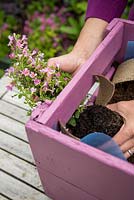 Step by Step -  Planting the Scopia 'Double Ballerina Pink' through the side. This lovely trailing plant and will give additional width and add interest to your container - Planting a container of Argyranthemum 'Percussion Rose', Bacopas 'Abunda Pink', Scopia 'Double Ballerina Pink' and Ajuga 'Burgundy Glow'