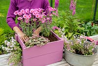 Step by Step -  Planting a container of Argyranthemum 'Percussion Rose', Bacopas 'Abunda Pink', Scopia 'Double Ballerina Pink' and Ajuga 'Burgundy Glow'
