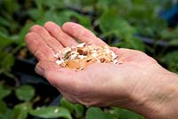 Egg shells are dried, crushed and sprinkled around young plants to deter slugs