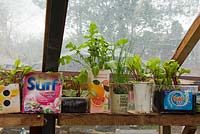 Shelf inside greenhouse with plants growing in recycled containers, King Henry's Walk Garden, an urban community garden in the London Borough of Islington, UK