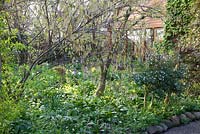 Woodland garden with Stachyurus praecox and Osmanthus burkwoodii