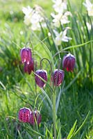 Fritillaria meleagris with Narcissus 'Lemon Drops' in background