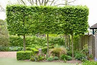 Carpinus betulus pleached hedge