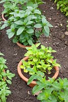 Mentha planted in containers to stop spread