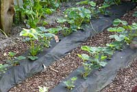 Strawberries growing in plastic mulch