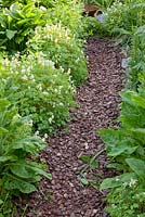 Path with wood chips and planting of Corydalis ochroleuca