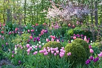 Border planted with Tulipa, Buxus and Prunus