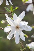 Magnolia loebneri 'Spring Snow'