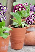 Primula auricula