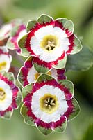 Primula auricula 'Minley'