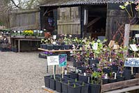 Hellebores at Ferdinandushof nursery 