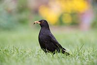 Turdus merula - Blackbird eating mealworms