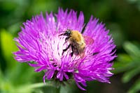 Bombus pascuorum - Common Carder Bumblebee on Centaurea hypoleuca 'John Coutis' flower