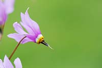 Dodecatheon meadia - Shooting Star / American cowslip
