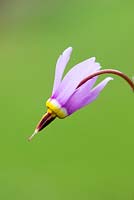 Dodecatheon meadia - Shooting Star / American cowslip 