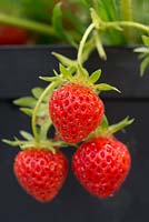 Fragaria x ananassa - Strawberry 'Cambridge Favourite' in a pot