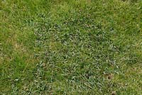 Carex spp growing in lawn