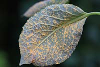 Melampsora spp - Willow rust on underside of goat willow leaf