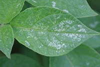Potato leaf showing symptoms of potato leaf hopper attack