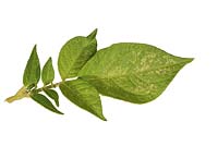 Potato leaf showing signs of leaf hopper attack 