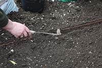 Growing carrots Step by step. Draw the hoe along the line to make a drill about 50mm deep