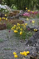 Narcissus bulbocodium plants in flower in woodland area