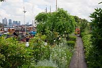 The Thames Garden Barges. Walkways luxuriant  with foliage and strung light bulbs. Helichrysum, Lavandula, low Ivy and Buxus hedges, Rose foliage, Honeysuckle, and Lychnis coronaria. Views of the city and Canary Wharf.