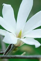 Magnolia x kobus 'Pickard's Stardust'
