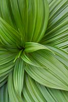 Veratrum sp (false hellebore)