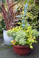 Containers with Eucalyptus perriniana (Spinning gum), Chamaecyparis pisifera 'Squarrosa Sulphurea' (Sawara cypress 'Squarrosa Sulphurea'), Bergenia sp, Koeleria glauca 'Coolio', Phormium sp and variegated Daphne sp