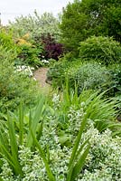 Border with Euonymus 'Emerald Gaiety', Crocosmia masonorium, Iris setosa Alba (white flowers left), Eupatorium seedling, Anaphalis triplinervis (silver mid bed), Cotinus coggygria (smokebush), Polygonatum sp, Lonicera nitida, Cornus variegata, Ligustrum lucidum (privet) at Holmes Farm, Irvine, Ayrshire