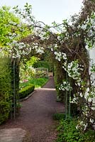 Gravel pathway leading under a metal pergola to a herb potager and orchard garden. Pink flowering Clematis montana, Morello cherry pink blossom and Lonicera nitida hedge